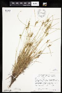 Carex viridula image