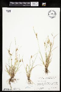 Carex viridula image