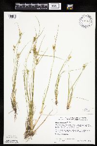 Carex viridula image