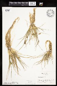 Carex viridula image