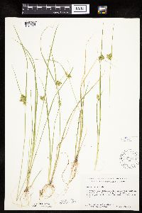 Carex viridula image