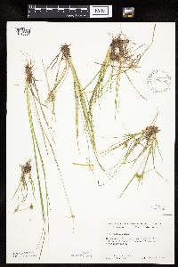 Carex viridula image