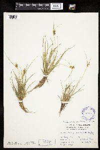 Carex viridula image