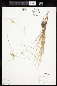 Carex viridula image