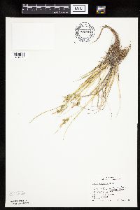 Carex viridula image