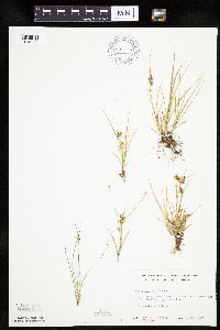 Carex viridula image