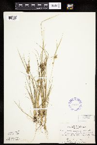 Carex viridula image