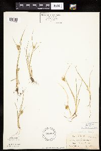 Carex viridula image