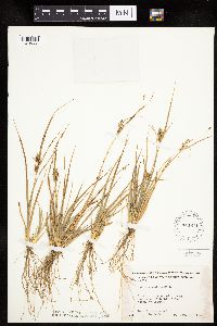 Carex viridula image