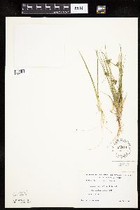 Carex viridula image