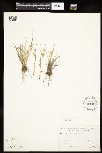 Carex viridula image
