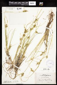 Carex viridula image