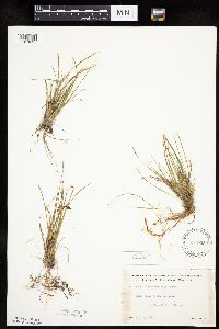 Carex viridula image