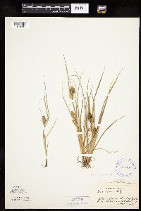 Carex viridula image