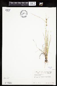 Carex viridula image