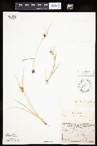 Carex viridula image