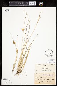 Carex viridula image