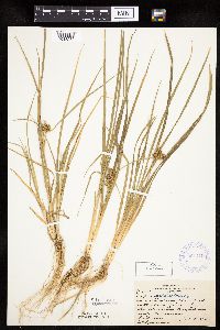 Carex viridula image