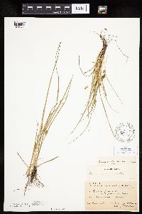 Carex viridula image