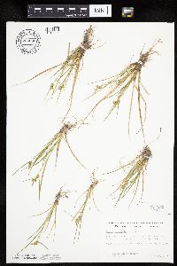 Carex viridula image