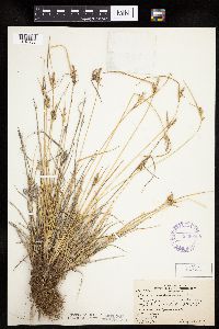 Carex viridula image