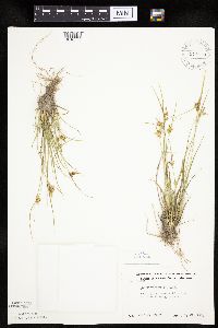 Carex viridula image