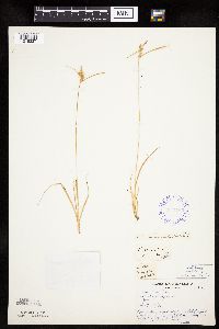 Carex viridula image