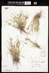 Carex viridula image