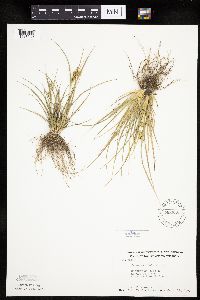Carex viridula image