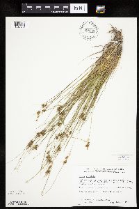 Carex viridula image