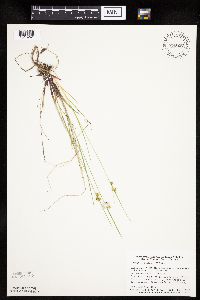 Carex viridula image