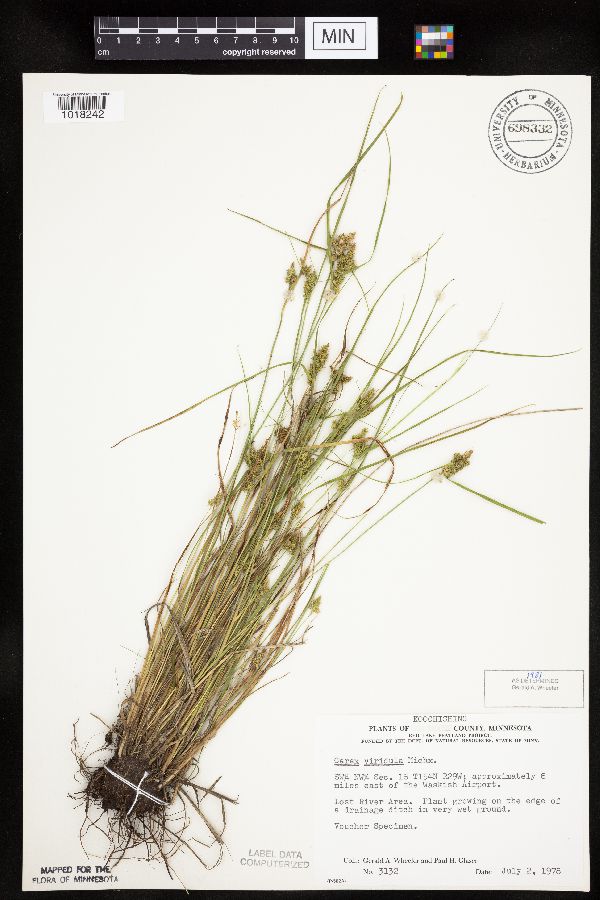 Carex viridula image