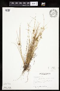 Carex viridula image