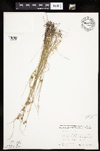 Carex viridula image