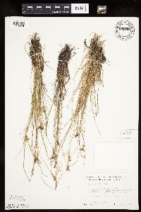 Carex viridula image