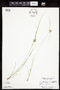 Carex viridula image