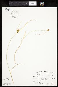 Carex viridula image