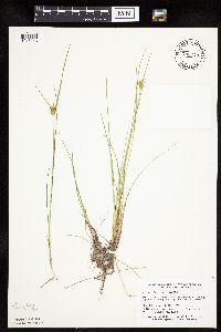 Carex viridula image
