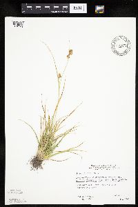 Carex viridula image