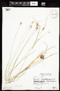 Carex viridula image