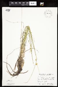 Carex viridula image