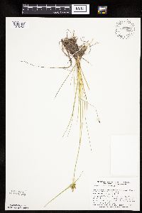 Carex viridula image