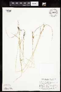 Carex viridula image