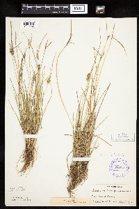 Carex viridula image