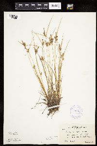 Carex viridula image