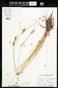 Carex viridula image