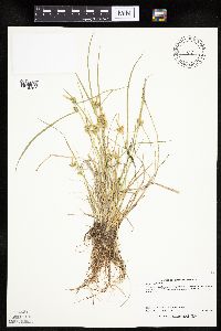 Carex viridula image