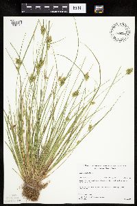 Carex viridula image