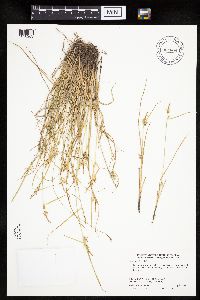 Carex viridula image