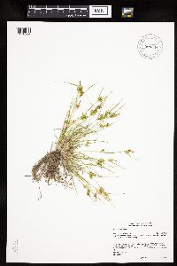 Carex viridula image